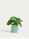 Marks & Spencer Umetna mini rastlina pilea v lončku Marks & Spencer modra