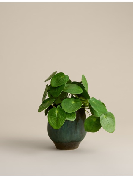 Marks & Spencer Umetna rastlina pilea v keramičnem loncu Marks & Spencer zelena