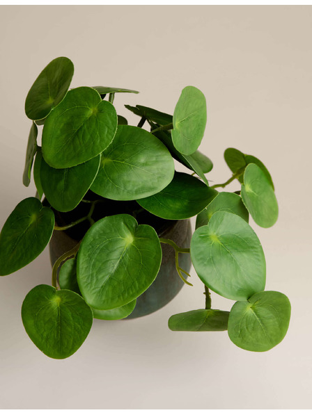 Marks & Spencer Umetna rastlina pilea v keramičnem loncu Marks & Spencer zelena
